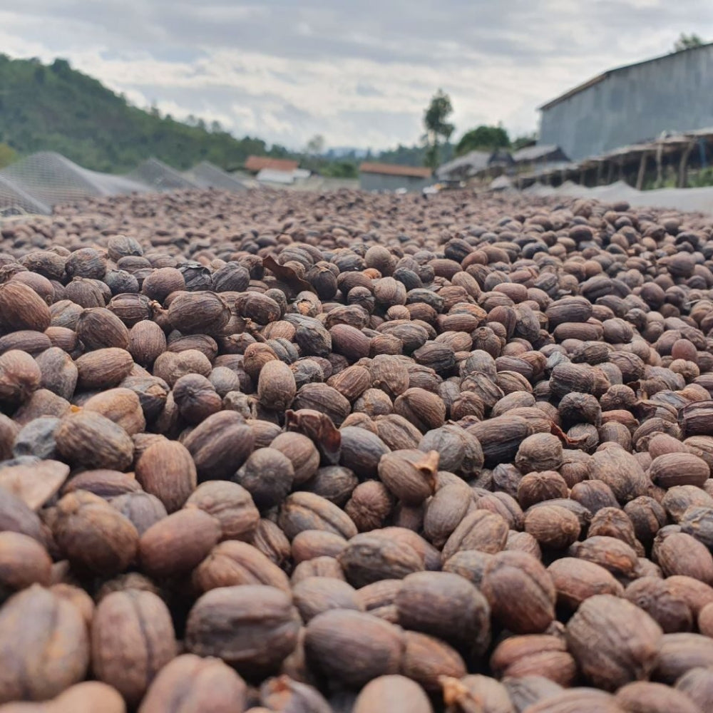 Grains de café bio équitables Éthiopie Sidamo 250 g